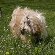 shaggy3.gif(28 kb)